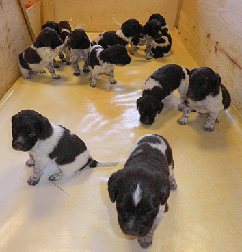 Chiots n&eacute;s le 22 novembre 2011