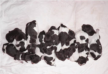 Nos Chiots 2010