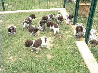 Nos Chiots