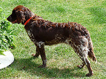 Fustine du Domaine de l'Isle