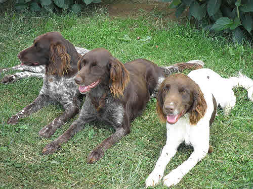 Picture of FREIA, BAGUY, FASOLT 
